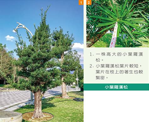 羅漢松庭園樹|中台山月刊265期